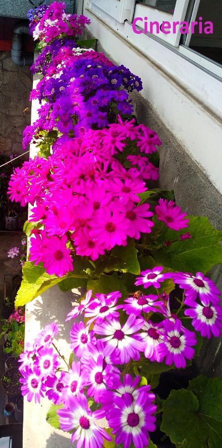 West Point Backpackers Hostel Darjeeling (West Bengal) Exterior foto